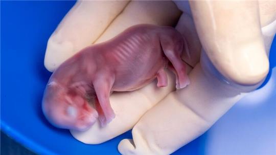 Ein durch künstliche Befruchtung erzeugter Embryo eines südlichen Breitmaulnashorns.