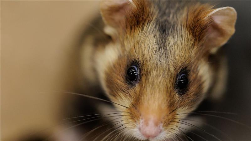 Ein einjähriger Feldhamster schaut sich in seiner Großbox im NRW-Artenschutzzentrum um.