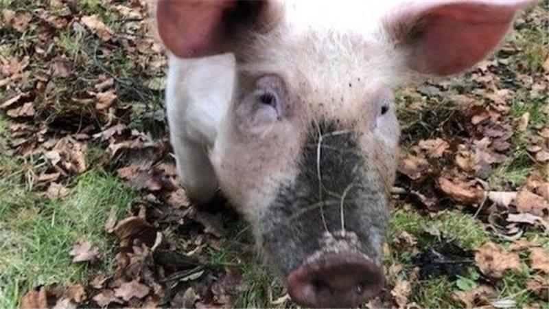 Ein entlaufenes Hausschwein sorgt für Chaos in Bremervörde (Symbolbild).