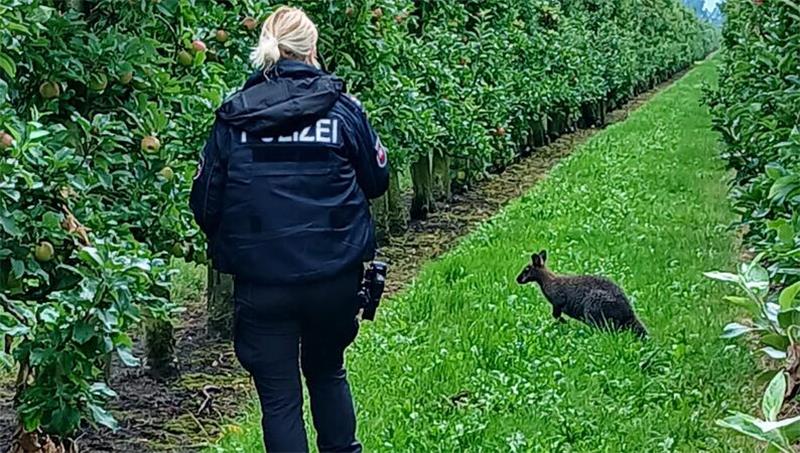 Down under in Dösemoor – Ausgebüxtes Känguru geschnappt Ein entlaufenes Känguru wurde in Dösemoor geschnappt.