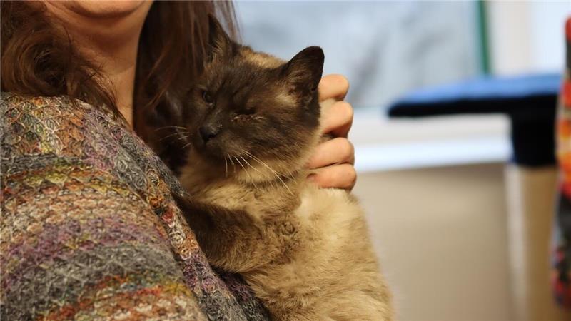 Katzenretterin wird übel beschimpft Ein entzündetes Auge, schlechte Zähne und klapperdürr: Mitten im Winter wurde diese Katze neben einem Abfallbetrieb ausgesetzt. Foto: Saskia Harscher