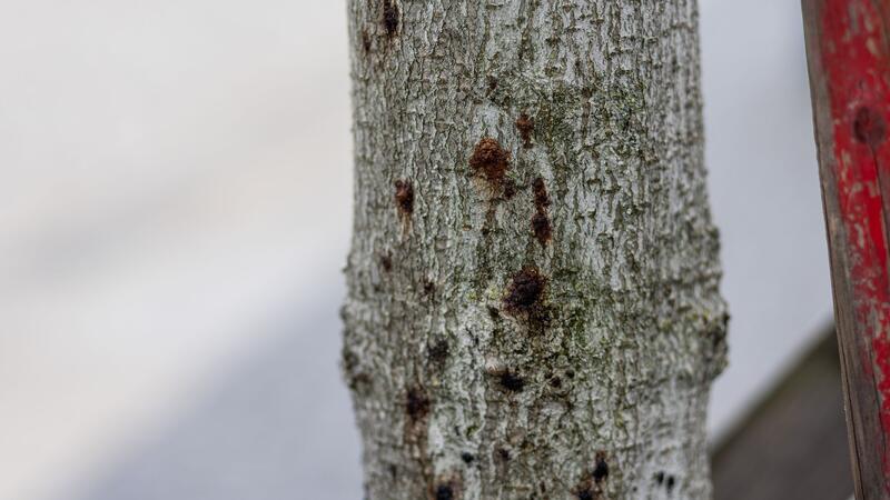 Ein erkrankter Baum ist in der Innenstadt von Freiburg zu sehen. Aufgrund extremer werdender Klimabedingungen sind Bäume immer mehr biotischen und abiotischen Stressfaktoren ausgesetzt und dadurch anfällig für Schaderreger.