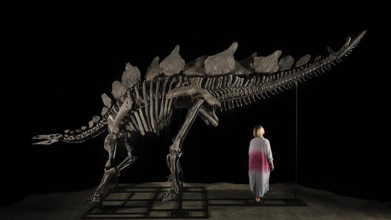 Stegosaurus-Skelett könnte sechs Millionen Dollar bringen Ein etwa sechs Meter langes und 3,50 Meter hohes Stegosaurus-Skelett mit dem Spitznamen „Apex“.