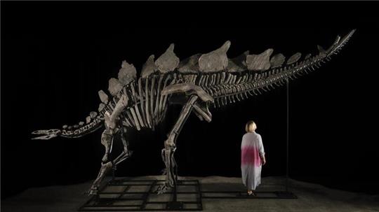 Ein etwa sechs Meter langes und 3,50 Meter hohes Stegosaurus-Skelett mit dem Spitznamen „Apex“.