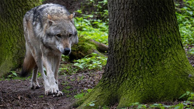 Ein europäischer Grauwolf in einem Gehege im Wolfcenter Dörverden.