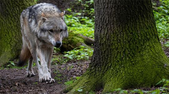 Ein europäischer Grauwolf in einem Gehege im Wolfcenter Dörverden.