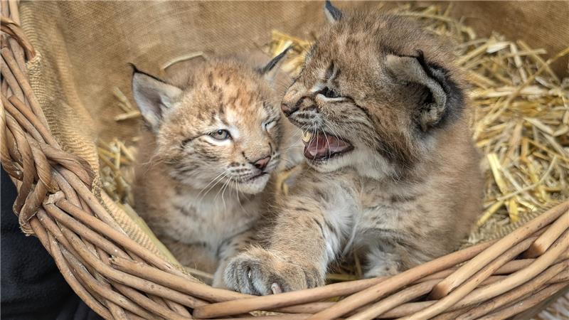 Ein fauchendes Männchen und ein Weibchen hat Mutter Ronja im Wildpark Schwarze Berge zur Welt gebracht.