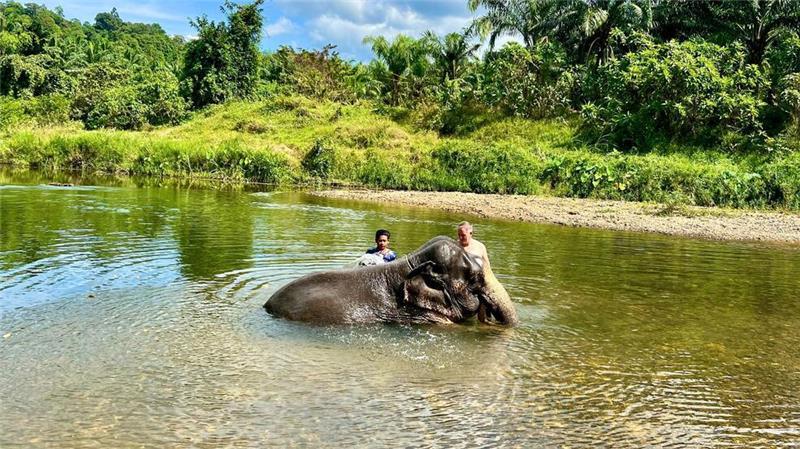 Elefant tötet in Thailand spanische Touristin Ein gemeinsames Bad mit Elefanten gilt in den Camps als eine der Hauptattraktionen für Touristen. (Archivbild)