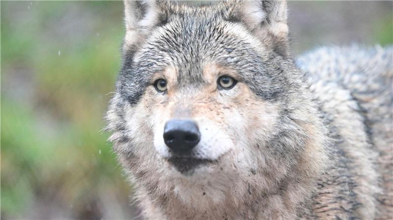 Ein gerissenes Reh im Stader Nachbarkreis erhitzt die Gemüter. War es der Wolf? (Symbolbild)