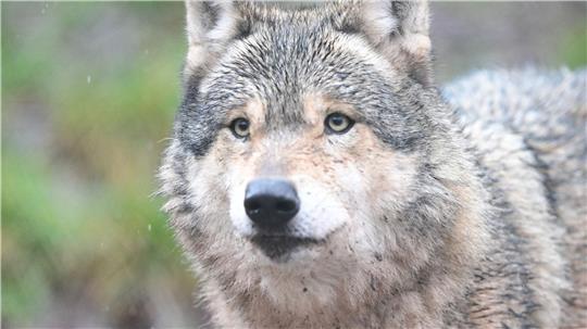 Ein gerissenes Reh im Stader Nachbarkreis erhitzt die Gemüter. War es der Wolf? (Symbolbild)