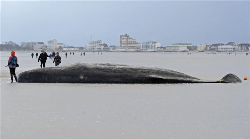 Ein gestrandeter Pottwal-Kadaver (rund 16 Meter lang, nicht ausgewachsen) lag am 31.01.2016 vor dem Strand von Duhnen. Im Januar strandeten insgesamt 30 dieser riesigen Meeressäuger an der Nordseeküste.