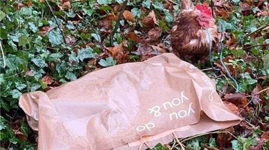Ein grausamer Fund erschüttert Beverstedt: Ein Huhn lag tot in einer Plastiktüte. Ein weiteres Tier wurde leben daran festgebunden.Foto: Priva