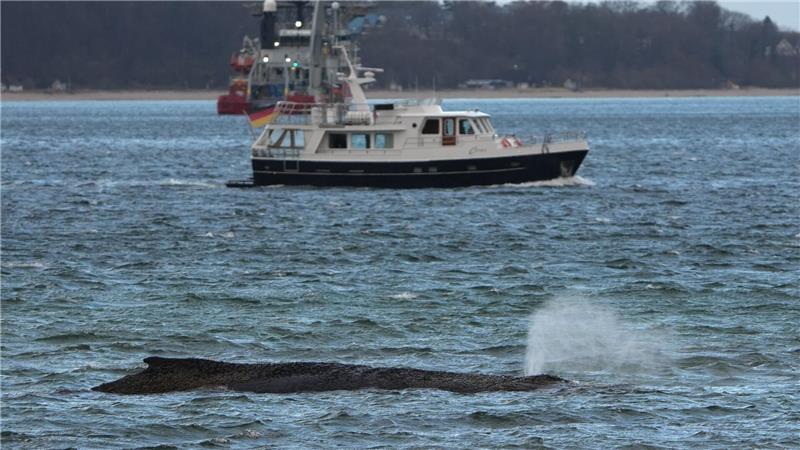 Ein größerer Saugbagger wird demnächst vor Ort erwartet.