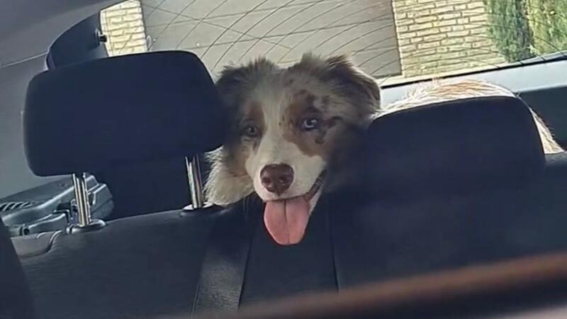 Ein hechelnder Hund legt den Kopf die Rückenlehne eines Autos.