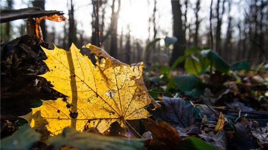 Ein herbstlich gefärbtes Blatt liegt im Stadtwald Eilenriede auf dem Boden und wird von der Sonne angestrahlt.“)