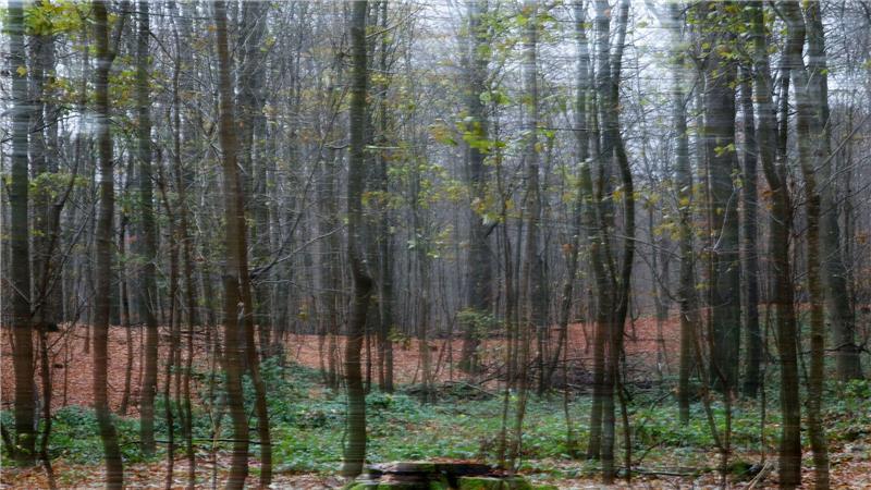 Ein herbstlicher Buchenwald in Schleswig-Holstein.