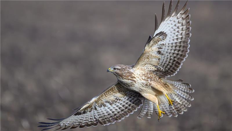 Tierischer Einsatz: Bundespolizei rettet hilflosen Mäusebussard auf A23 Ein hilfloser Mäusebussard ist auf der A23 von Bundespolizisten gerettet worden. (Illustration)