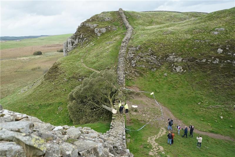Hadrianswall bei illegalem Fällen von Baum beschädigt Ein illegal gefällter Baum hat den Hadrianswall beschädigt.