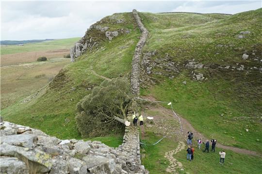 Ein illegal gefällter Baum hat den Hadrianswall beschädigt.