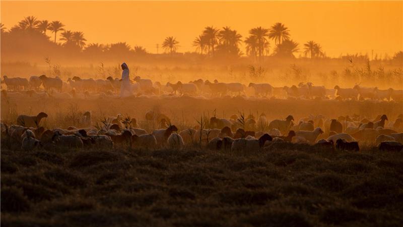 Ein irakischer Hirte hütet Schafe und Ziegen bei Sonnenuntergang in der irakischen Stadt Mishkhab südlich von Nadschaf.