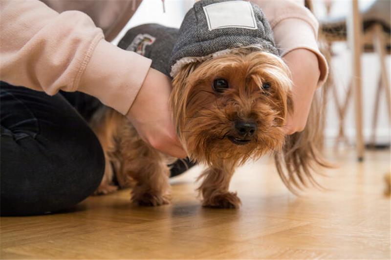 Regen, Eis, Schnee: Braucht mein Hund einen Mantel? Ein junge Frau zieht ihrem kleinen Hund eine Jacke an. Foto: Christin Klose