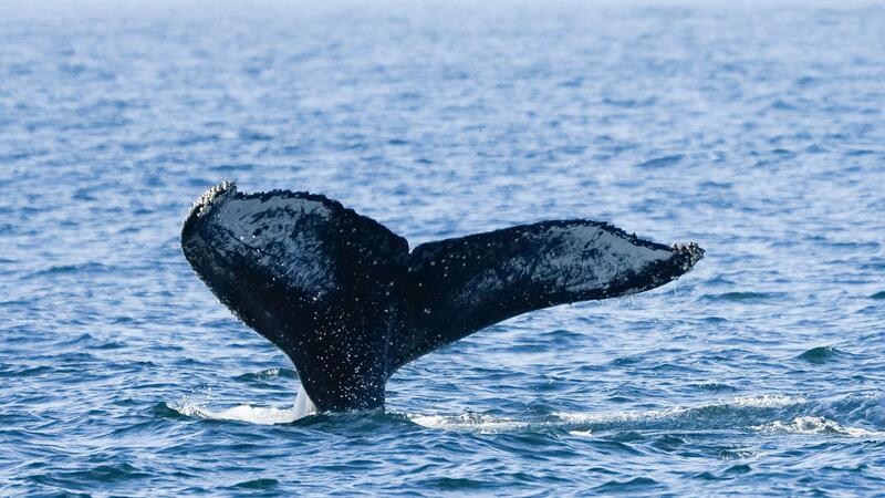 Seltener Buckelwal tummelt sich in der südlichen Nordsee Ein junger Buckelwal ist kürzlich in der Nordsee entdeckt worden. Das ist durchaus ungewöhnlich.