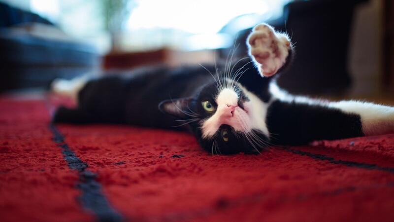 Warum Katzen an Möbeln kratzen - und was dagegen hilft Ein junger Kater streckt sich zwischendurch auch mal. (Archivbild)