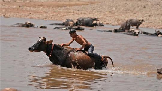 Ein junger Mann badet sein Vieh im Fluss Tawi in Jammu und nimmt gleichzeitig eine Erfrischung.