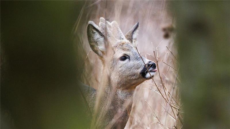Ein junger Rehbock in seinem Gehege im Tier- und Pflanzenpark Fasanerie Wiesbaden.