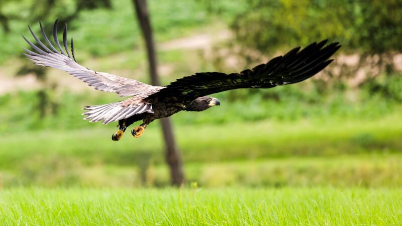 Hamburg: Drei Seeadler-Paare seit zehn Jahren heimisch Ein junger Seeadler fliegt.