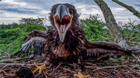 Ein junger Seeadler wird lebend aus einem abgestürzten Adlerhorst geborgen. (Illustration)