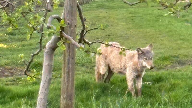 Eilverfahren: Stader Gericht stoppt Abschuss des Jorker Wolfs Ein junger Wolf ist seit vielen Monaten in den Obstplantagen im Alten Land unterwegs.
