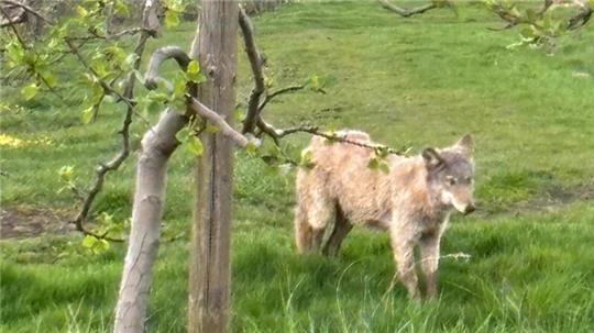 Ein junger Wolf ist seit vielen Monaten in den Obstplantagen im Alten Land unterwegs.