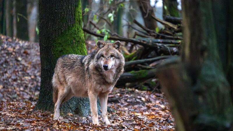 Ein junger Wolf steht in einem Gehege im Tierpark. Bei den Wölfen steht jetzt die Paarungszeit an - das kann im Wolfsgebiet zu Konflikten mit freilaufenden Hunden führen. Foto: Christian Charisius/dpa