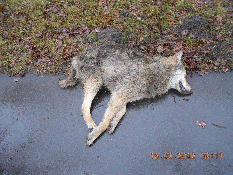 Ein junger Wolfsrüde liegt tot am Straßenrand der Bundesstraße 75 im Landkreis Rotenburg. Foto: Polizei Rotenburg/dpa