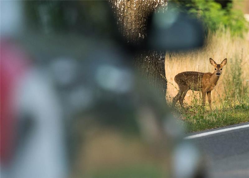 Ein junges Reh steht neben einem Alleebaum an einem Straßenrand. Foto: Patrick Pleul/dpa-Zentralbild/dpa