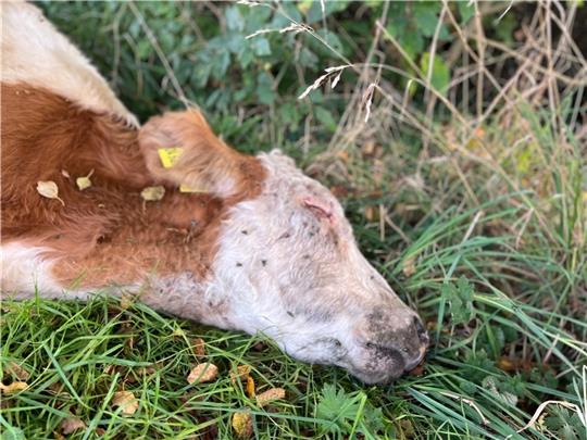 Ein junges Rind liegt tot auf einer Weide in Schüttdamm (Osten). Das Tier weist typische Verletzungen nach einem Wolfsangriff auf. Fotos: Klempow