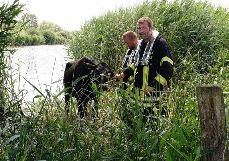 Tierisches Malheur: Rind bleibt in Uferschlamm der Oste stecken Ein junges Rind steckte im Uferschlamm der Oste fest. Die Feuerwehren Burweg und Oldendorf mussten zur Tierrettung eilen. Foto: Rolf Hillyer-Funke / Feuerwehren Samtgemeinde Oldendorf-Himmelpforten