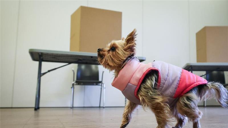 Ein kleiner Hund sitzt bei der Bürgerschaftswahl in Hamburg in einem Wahllokal in Barmbek.