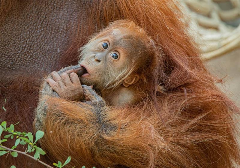 Ein kleiner Sumatra Orang-Utan hält sich im Tierpark Hagenbeck an seiner Mutter Toba fest. Der im Mai geborene Orang-Utan wurde jetzt auf den Namen "Batu" getauft. Foto: Lutz Schnier/Tierpark Hagenbeck/dpa