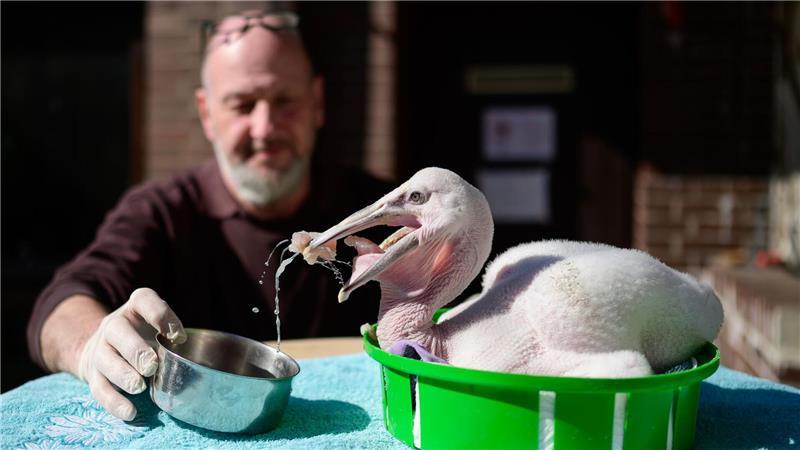 Ein knapp 20 Tage alter Nashornpelikan im Vogelpark. 