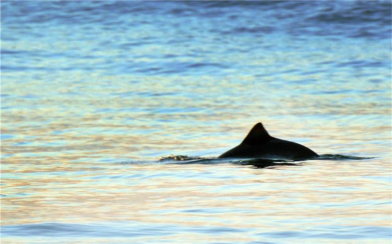 Warum die Schweinswale die Nordsee verlassen Ein kurz auftauchender Schweinswal ist in Strandnähe vor Westerland auf der Nordseeinsel Sylt zu sehen (Symbolbild). Foto: Kay Nietfeld/dpa