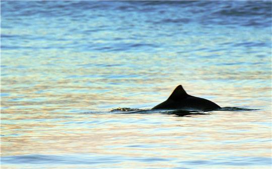Ein kurz auftauchender Schweinswal ist in Strandnähe vor Westerland auf der Nordseeinsel Sylt zu sehen (Symbolbild). Foto: Kay Nietfeld/dpa