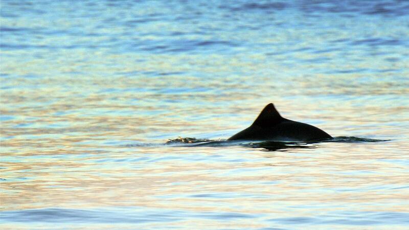 Ein kurz auftauchender Schweinswal ist in Strandnähe vor Westerland auf der Nordseeinsel Sylt zu sehen.