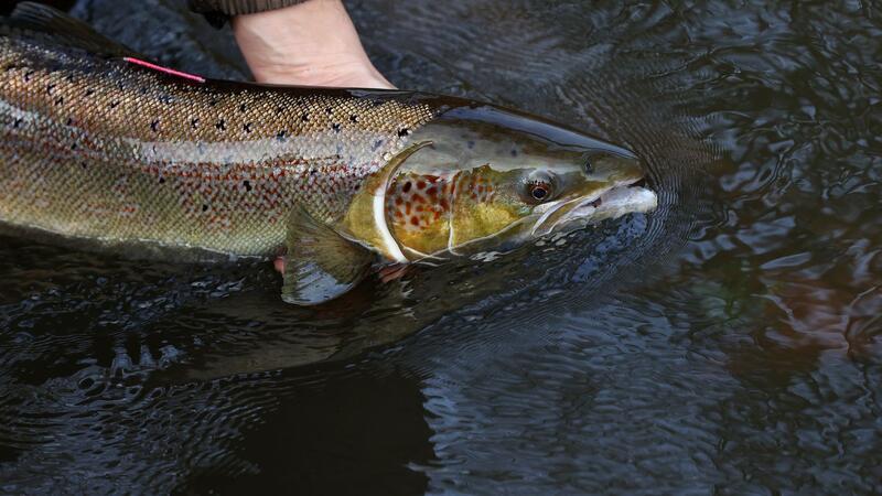 Ein laichreifer Lachs: Der atlantische Lachs ist auf der neuen Roten Liste der bedrohten Arten global nun als „potenziell gefährdet“ eingestuft worden.