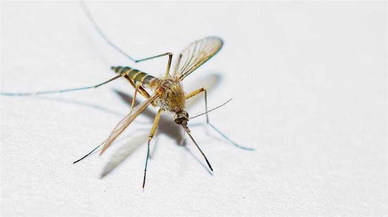 Achtung: Ab zehn Grad erwachen die Quälgeister aus der Winterstarre Ein milder und früh endender Winter kann Voraussetzung für einen Mücken-Boom sein.