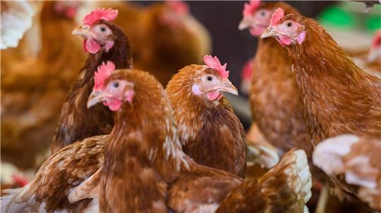 Ein mit dem Vogelgrippevirus H5N5 infizierter Mensch ist in den USA gestorben. (Symbolbild)