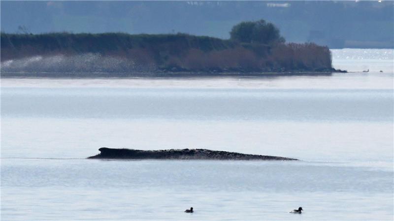 Ein neuer Rettungsversuch ist geplant.
