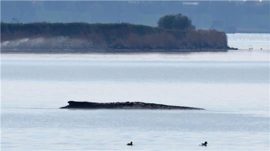 Ein neuer Rettungsversuch ist geplant.