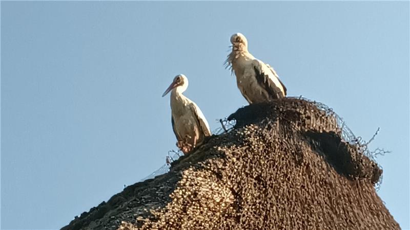 Ein neues, bisher nicht registriertes Storchenpaar hat sich ein Nest auf dem Reetdach des Hundehofs Ovelgönner Moor im Vogelschutzgebiet Buxtehude gebaut.